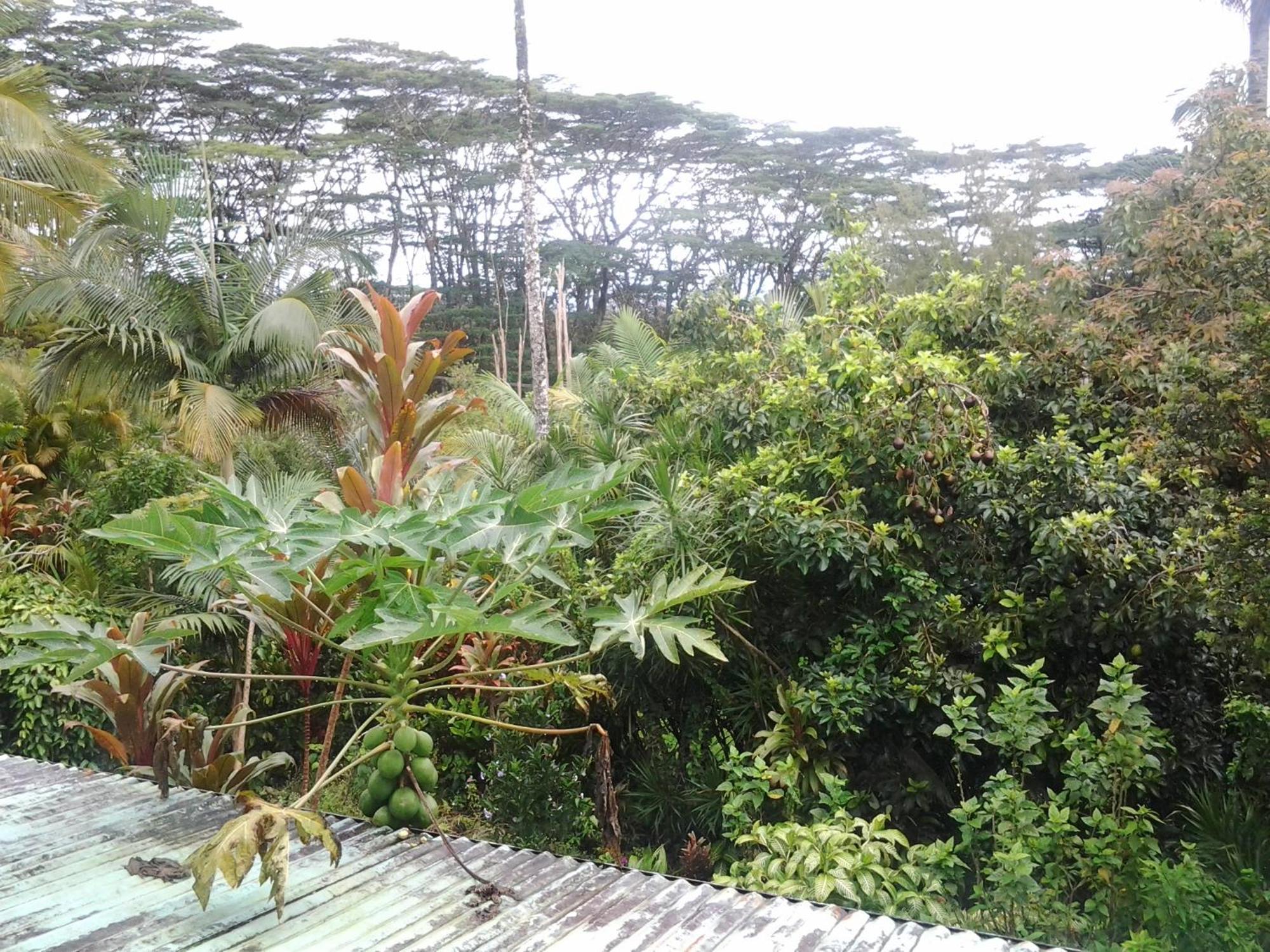 Lava Tree Tropic Inn Pahoa Exterior foto